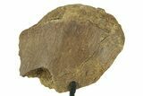 Fossil Hadrosaur Limb Bone Section w/ Metal Stand - South Dakota #383202-1